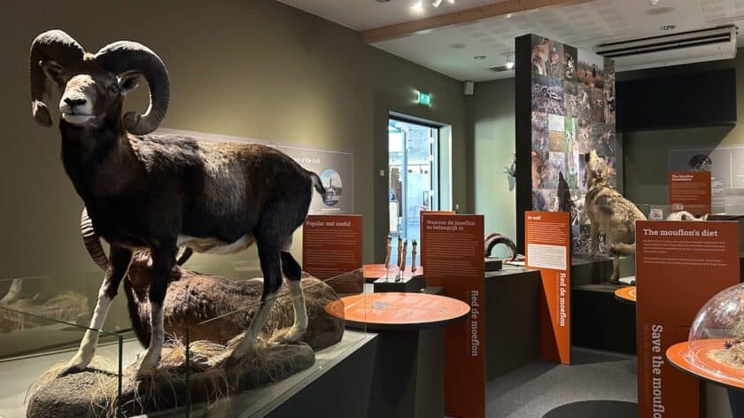 Museonder moeflon