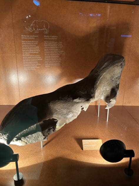 Museonder schedel wolharige neushoorn