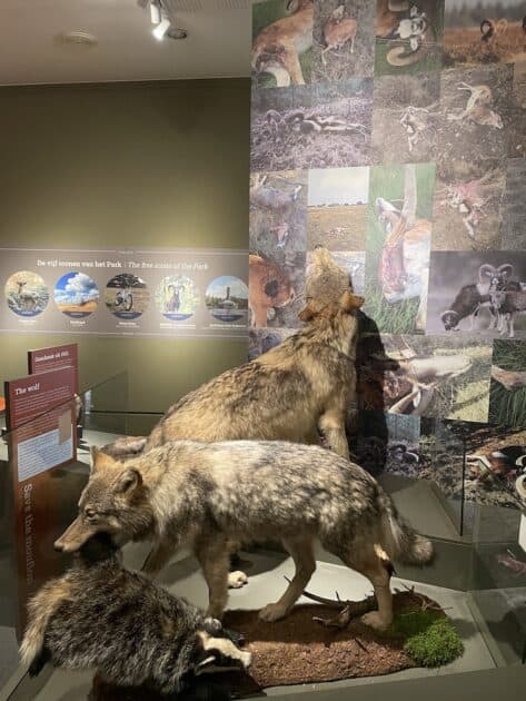 Museonder wolven