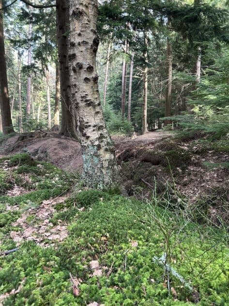 Wandelen Asserbos bomen en mos