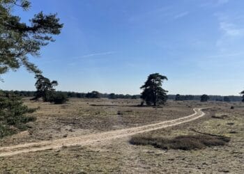 Wandelroutes Hoge Veluwe Pampelse Zand pad
