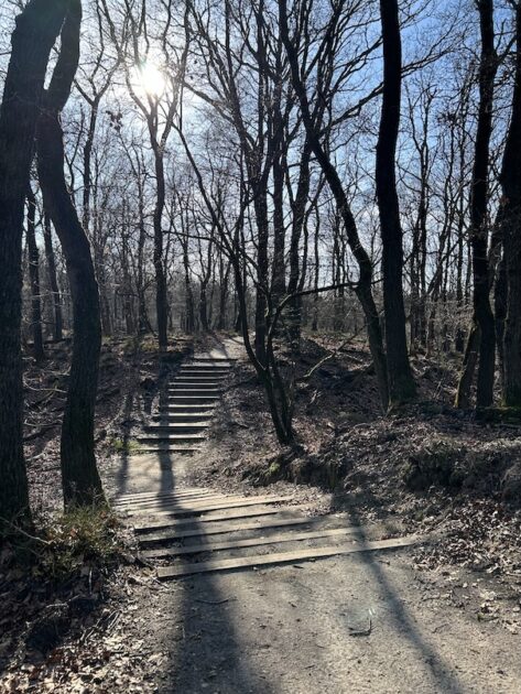 Wandelroutes Hoge Veluwe de Franse Berg trap tussen bomen