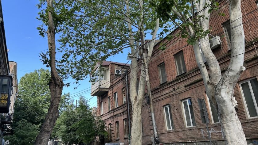 Georgië, Tbilisi, straat bomen