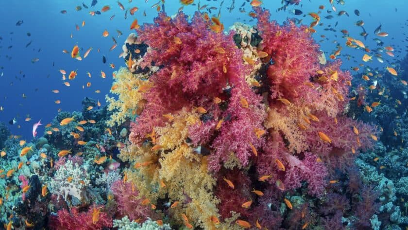 Marsa Alam, Rode Zee, Egypte, onderwaterwereld met kleurrijk koraal en vissen