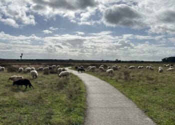Nationaal Park Dwingelderveld, wandelpad