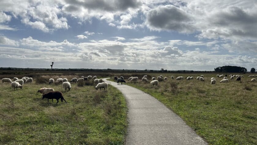 Nationaal Park Dwingelderveld, wandelpad