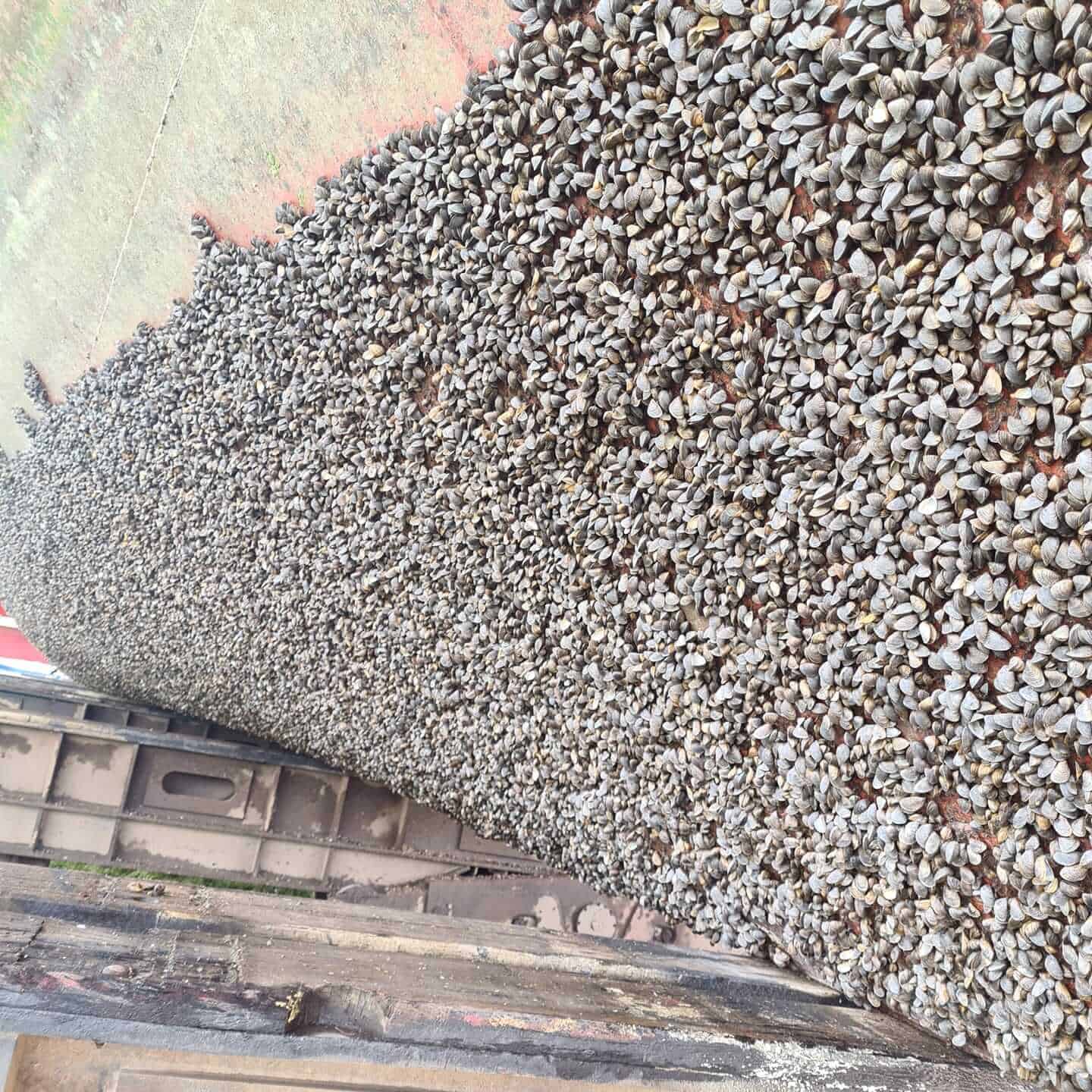 oeswag shipyard service shells