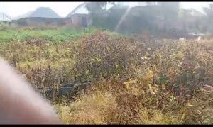 Land for sale: 100ft × 50ft