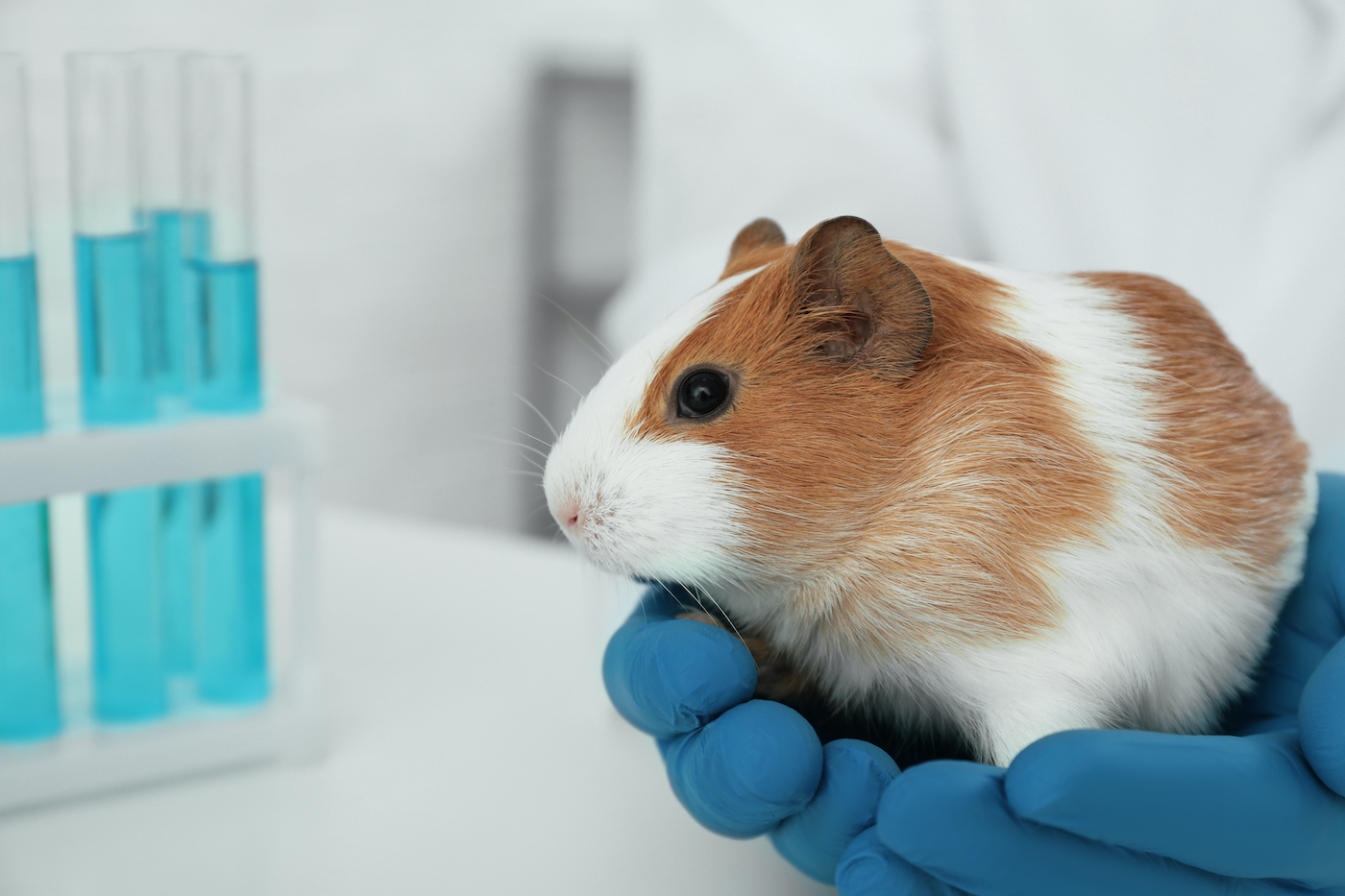 Finalists for the 2018 animal welfare award announced