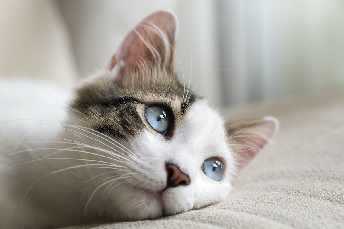 New guidance on testing shelter cats for feline panleukopenia virus