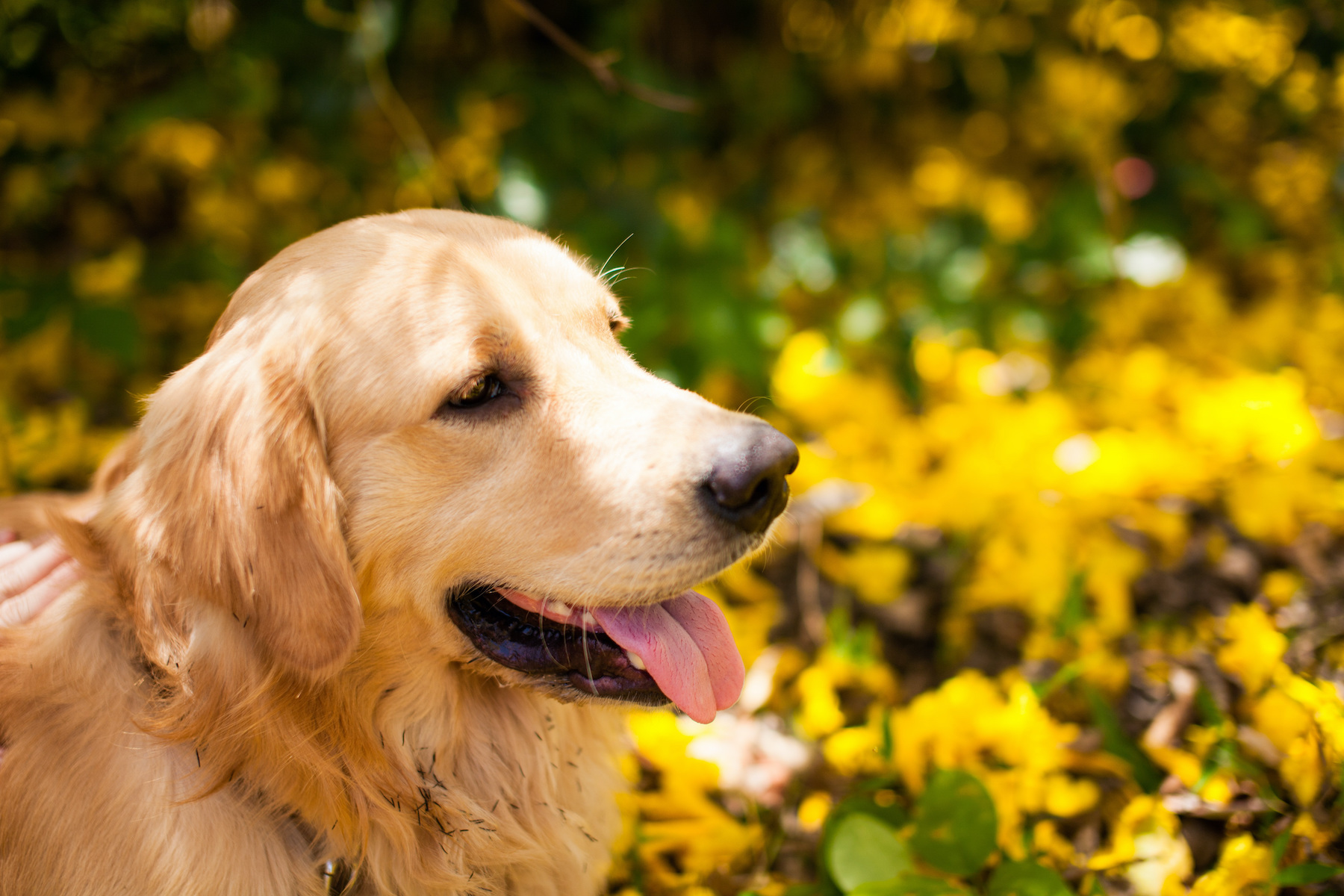 Major story questions spay-neuter for dogs
