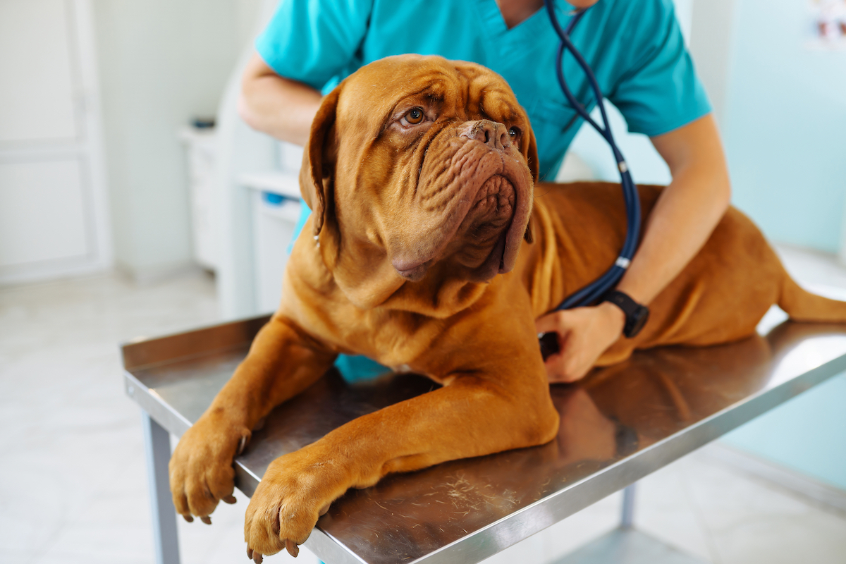 Are health problems after spay or neuter caused by high luteinizing hormone?