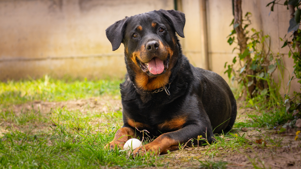 Analysis of longevity in Rottweilers based on neuter status