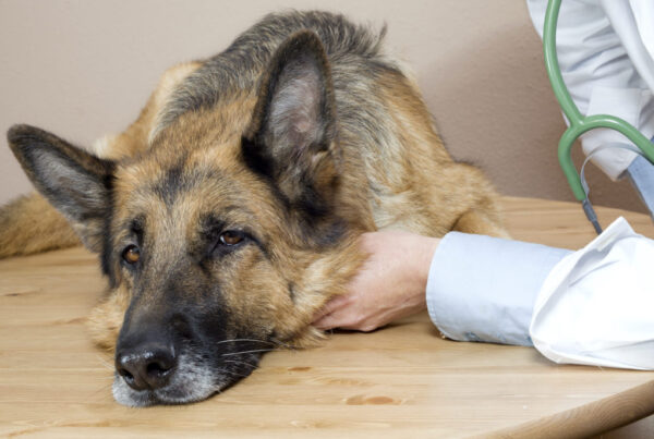 German shepherd dog being examined by veterinarian
