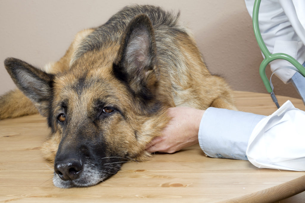 German shepherd dog being examined by veterinarian