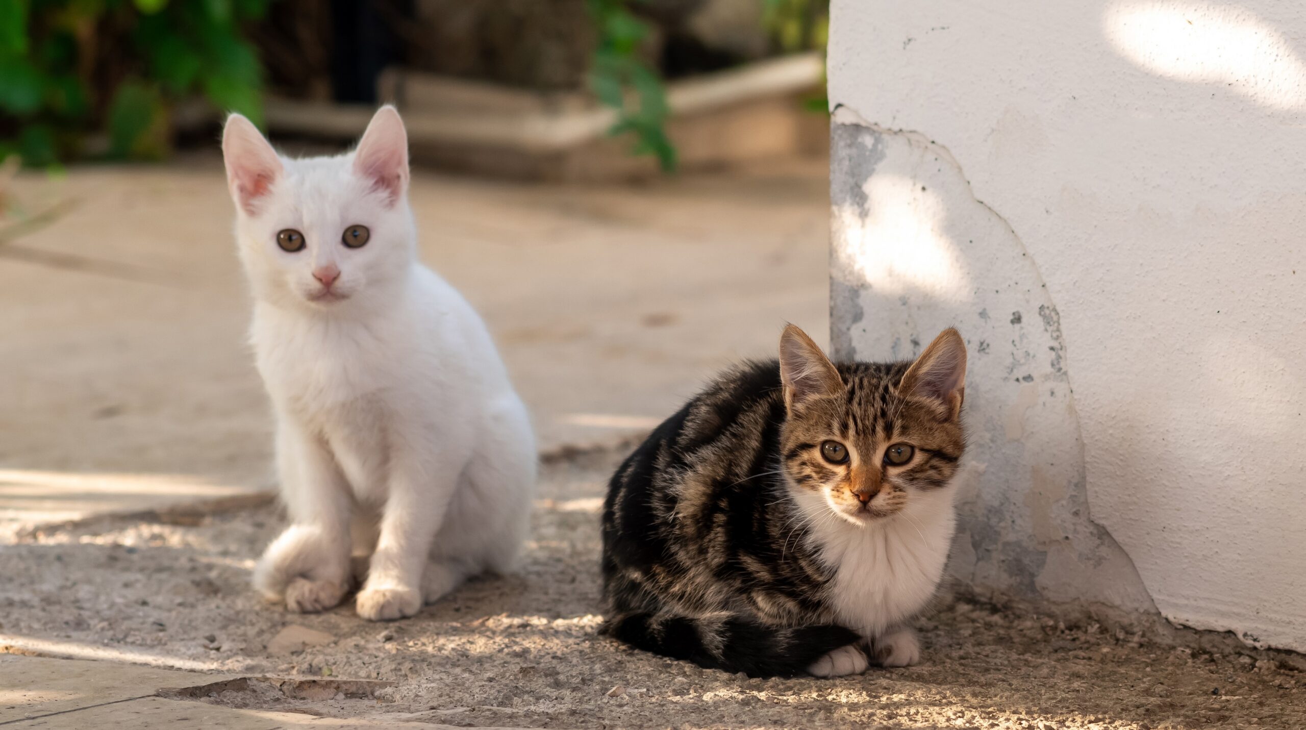 GonaCon contraceptive for cats: latest reseach