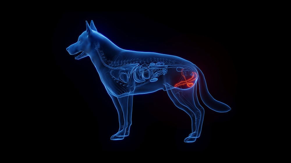 Medical treatments for dogs with enlarged prostate
