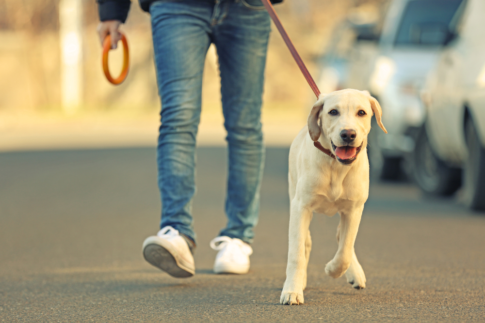 Health impacts of dog spaying relative to puberty
