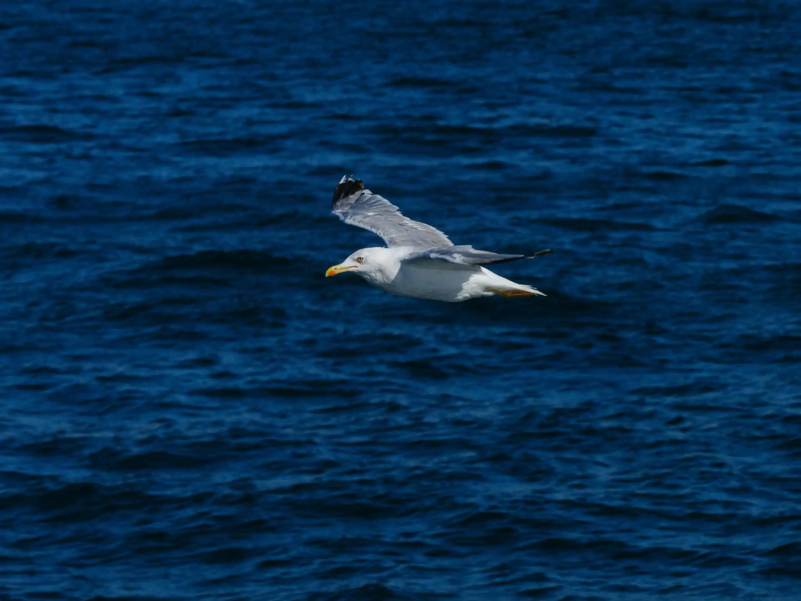 Jonathan Livingston Seagull: Lezioni di libertà e presenza per la vita e la Trust Technique®.