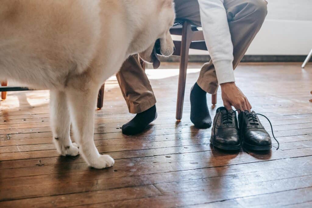 Cane distrugge casa: segnali di tensione prima dell’uscita