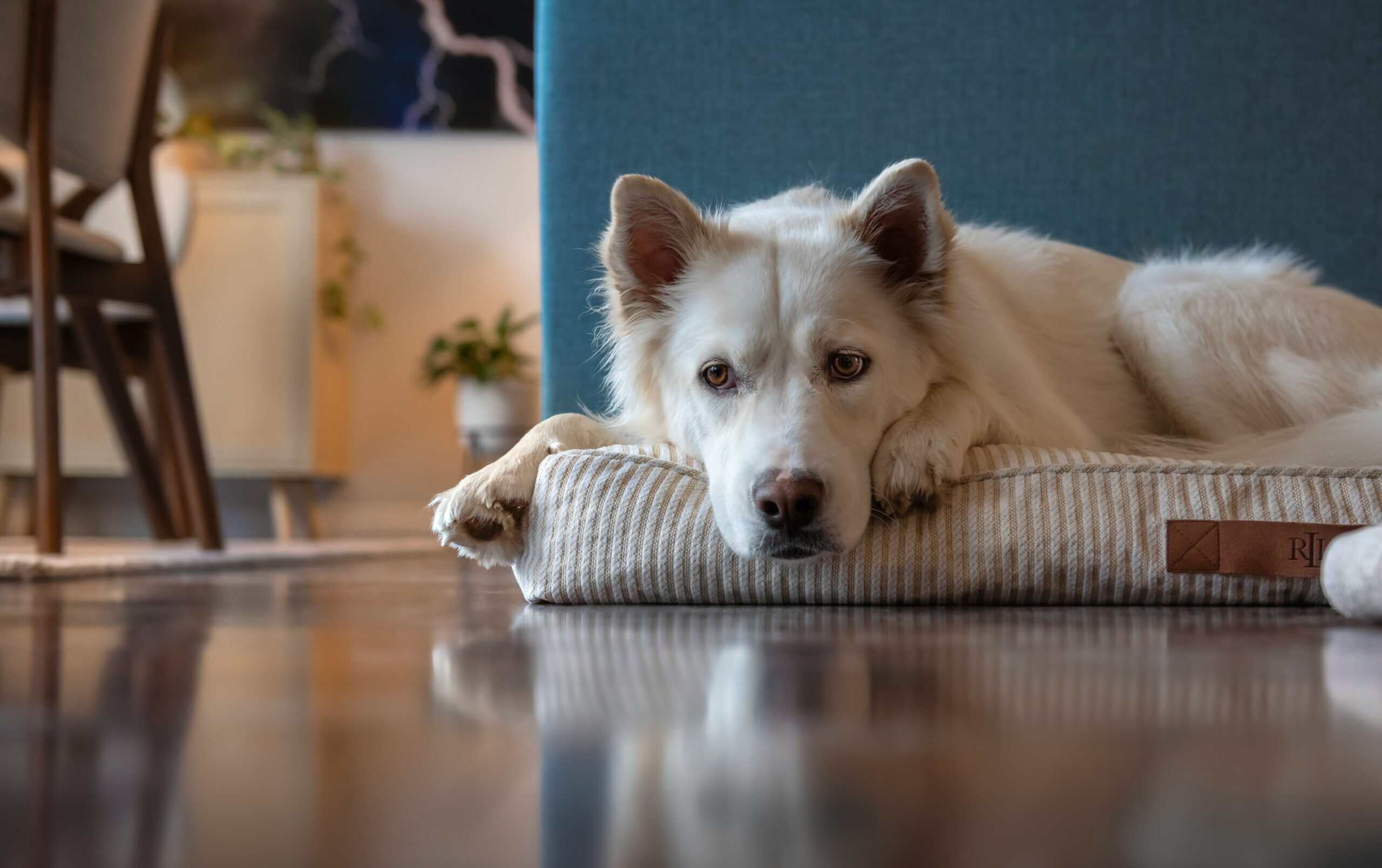Cambiamento nella routine del cane: perché può sembrare più agitato