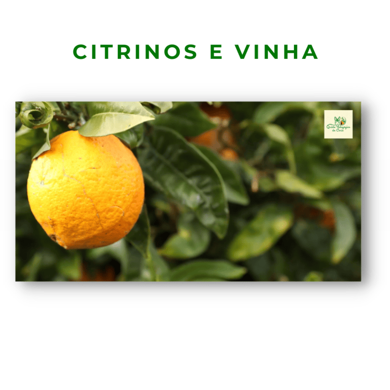 Laranja na árvores