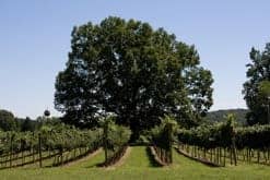Oakencroft Vineyard