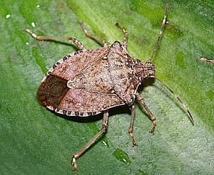 Stink bug