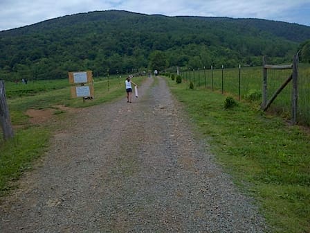 Strawberry Picking at Chiles' Orchard in Crozet