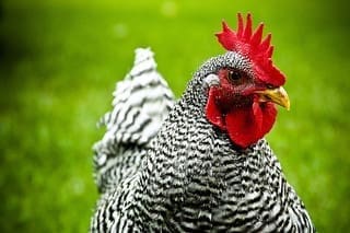 Albemarle County Continues Struggles with Urban Chickens