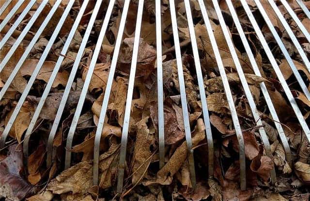 Dear Mom: I was Right about Not Raking Leaves