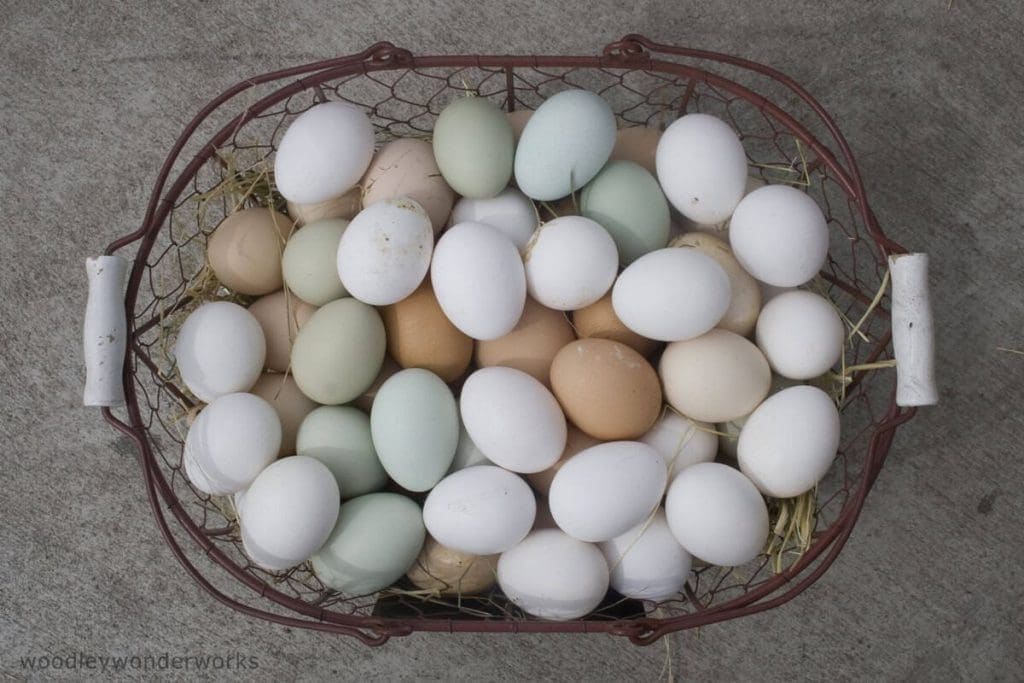 Backyard Chickens in Albemarle County (VA)
