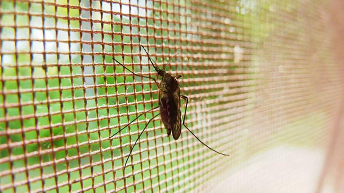 Estas son las medidas a tomar por la invasión de mosquitos en Maldonado