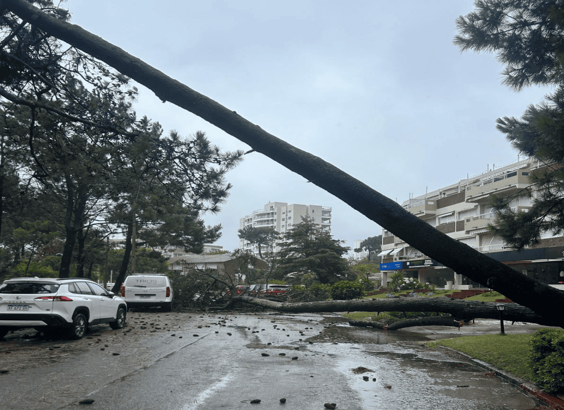 Temporal dejó cientos de hogares sin luz y árboles caídos en Maldonado y Punta del Este