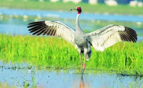 सारस पक्ष्यांच्या संख्येत वाढ