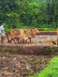 भातशेतीसह आंबा – काजूचे नुकसान
