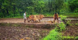 भातशेतीसह आंबा – काजूचे नुकसान