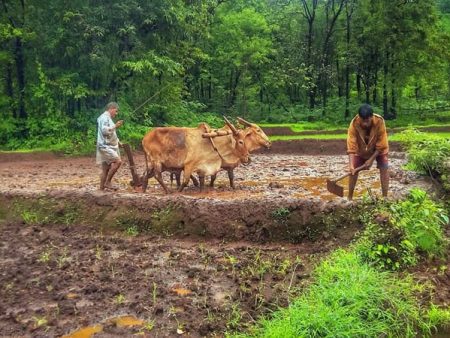 सिंधुदुर्गात भात पीक संकटात