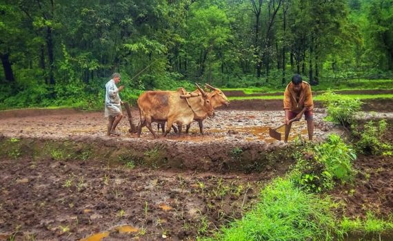 सिंधुदुर्गात भात पीक संकटात
