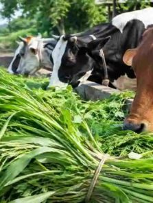 राज्य सरकारचे नवे चारा धोरण
