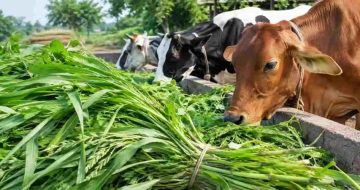 राज्य सरकारचे नवे चारा धोरण