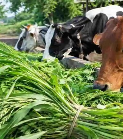 राज्य सरकारचे नवे चारा धोरण