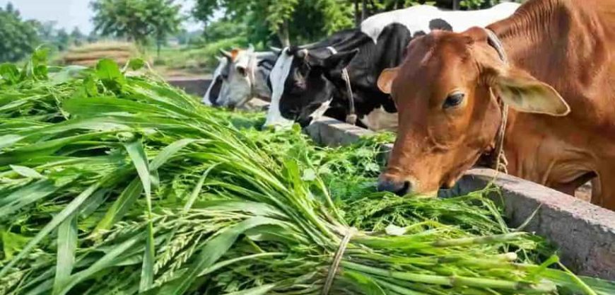राज्य सरकारचे नवे चारा धोरण
