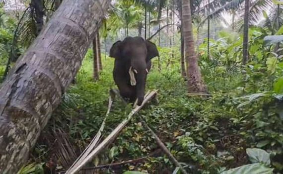 सावंतवाडीत ओंकार हत्तीचा धुमाकूळ
