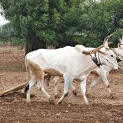 परतीचा पाऊस हुकल्याने शेतकरी हवालदिल
