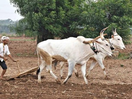 रब्बी पिकांची पेरणी खोळंबली