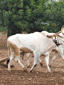 परतीचा पाऊस हुकल्याने शेतकरी हवालदिल