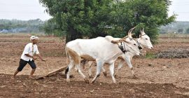 परतीचा पाऊस हुकल्याने शेतकरी हवालदिल