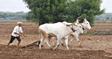 परतीचा पाऊस हुकल्याने शेतकरी हवालदिल
