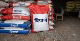 बियाणे उत्पादनाला अपुऱ्या पावसाचा फटका